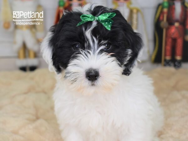 Hava Poo-DOG-Female-Black and White Parti-2238-Petland Independence & Lee's Summit, MO