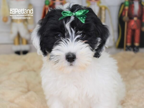 Hava Poo DOG Female Black and White Parti 2238 Petland Independence, Missouri