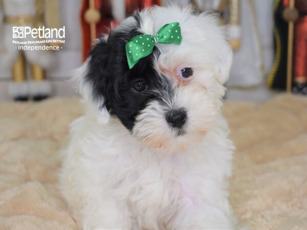 Hava Poo-DOG-Female-Black and White Parti-2237-Petland Independence & Lee's Summit, MO