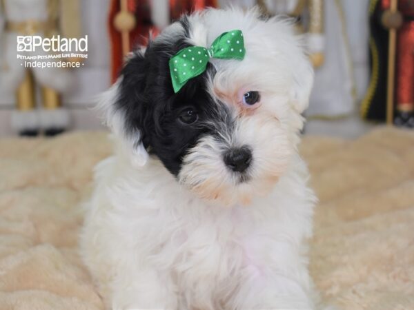 Hava Poo DOG Female Black and White Parti 2237 Petland Independence, Missouri