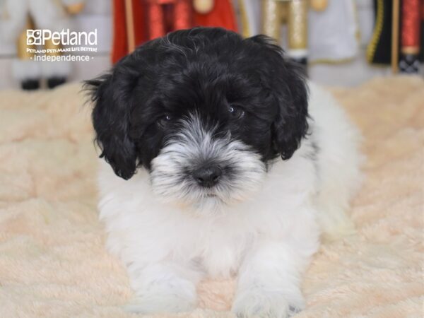 Hava Poo-DOG-Male-Black and White Parti-2236-Petland Independence, Missouri