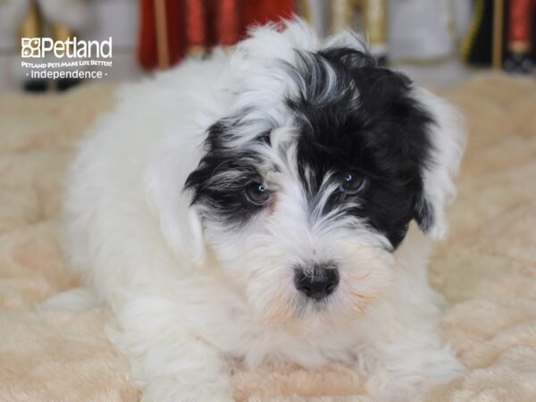 Hava Poo DOG Male Black and White Parti 2235 Petland Independence, Missouri