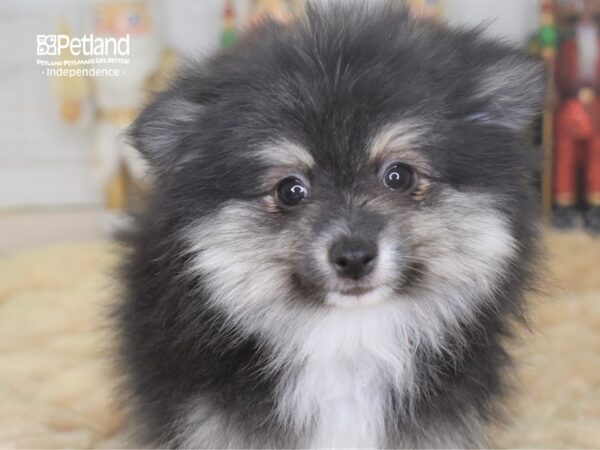 Pomeranian DOG Female Black and Tan Parti 2250 Petland Independence, Missouri