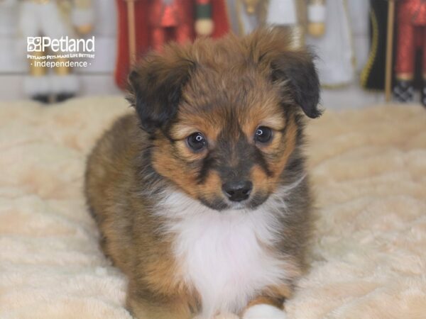 Toy Australian Shepherd DOG Male Red 2251 Petland Independence, Missouri