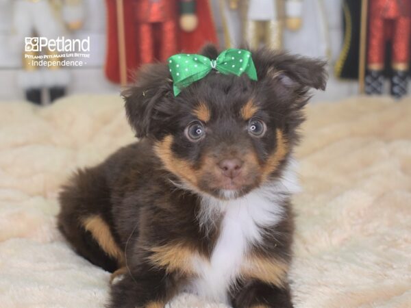 Toy Australian Shepherd DOG Female Red Tri-Color 2252 Petland Independence, Missouri