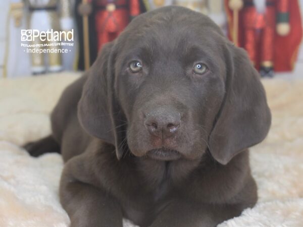 Labrador Retriever DOG Male Chocolate 2262 Petland Independence, Missouri