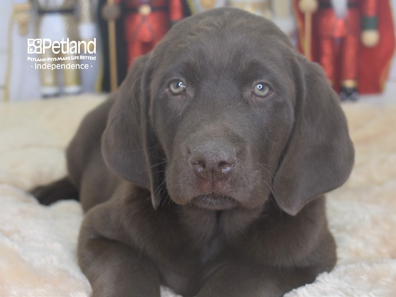 Labrador Retriever-DOG-Male-Chocolate-2556795-Petland Independence, Missouri