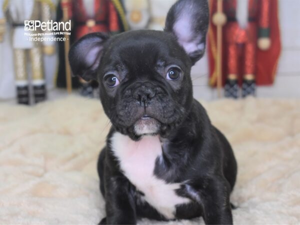 French Bulldog-DOG-Male-Black Brindle-2258-Petland Independence & Lee's Summit, MO