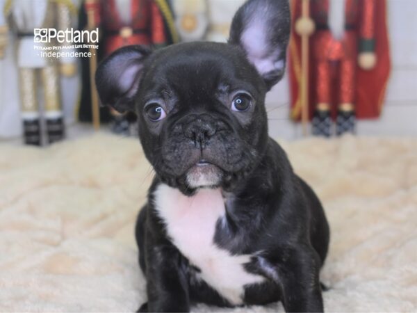 French Bulldog-DOG-Male-Black Brindle-2258-Petland Independence, Missouri