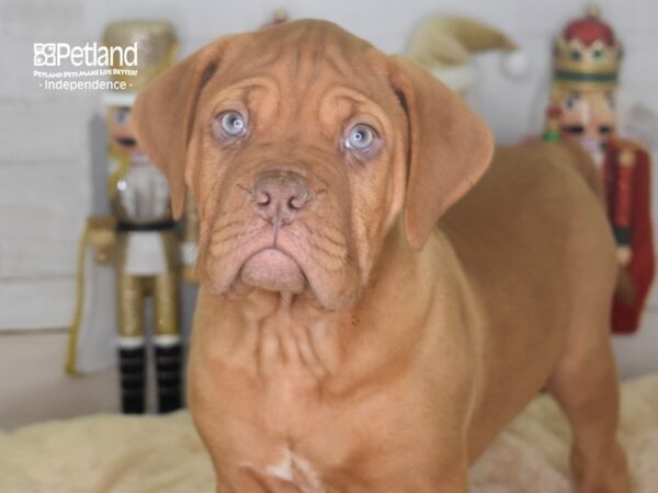 Dogue De Bordeaux-DOG-Male-Mahogany-2256-Petland Independence & Lee's Summit, MO
