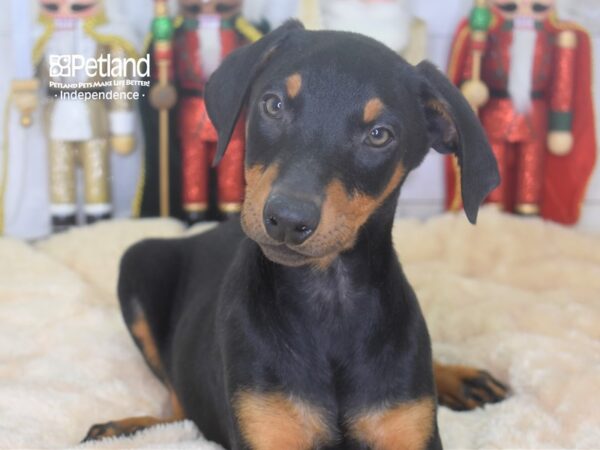 Doberman Pinscher DOG Male Black and Rust 2255 Petland Independence, Missouri