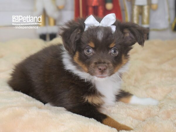 Toy Australian Shepherd DOG Female Red Tri-Color 2253 Petland Independence, Missouri