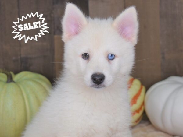 Pomski DOG Female White 2072 Petland Independence, Missouri