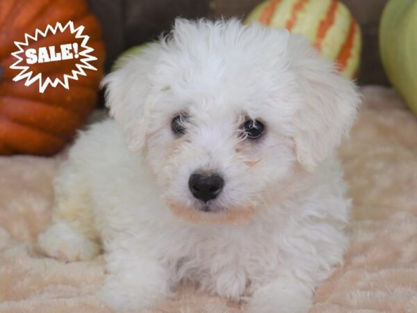 Bichon Frise-DOG-Female-White-2111-Petland Independence, Missouri