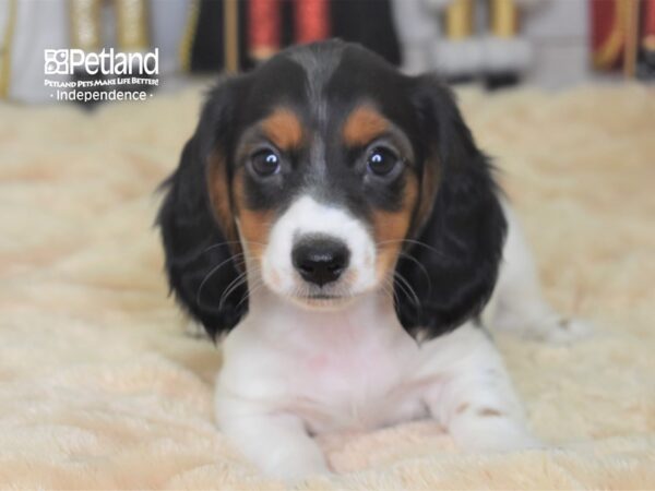 Dachshund-DOG-Female-Black and White Piebald-2273-Petland Independence & Lee's Summit, MO