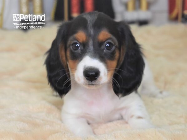 Dachshund DOG Female Black and White Piebald 2273 Petland Independence, Missouri