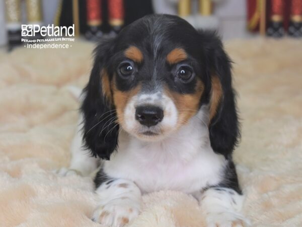 Dachshund-DOG-Male-Black and White Piebald-2272-Petland Independence, Missouri