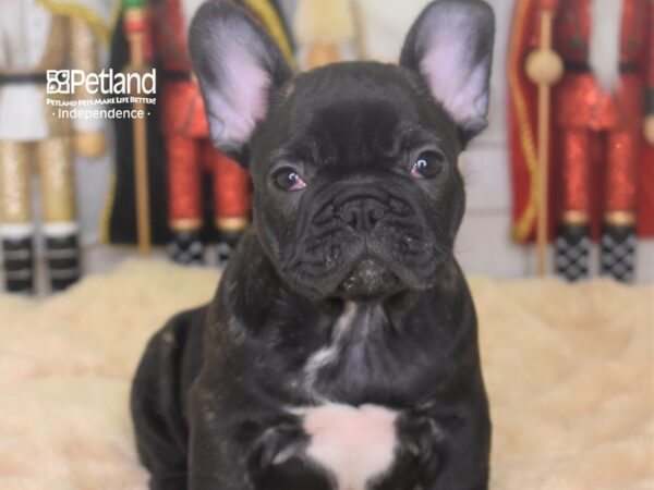 French Bulldog DOG Male Brindle 2268 Petland Independence, Missouri