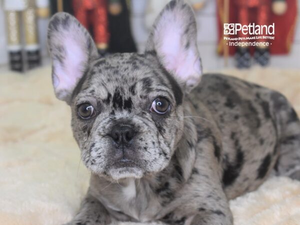 French Bulldog DOG Female Blue Merle 2270 Petland Independence, Missouri