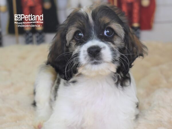 Cockapoo-DOG-Female-Sable and White-2277-Petland Independence, Missouri