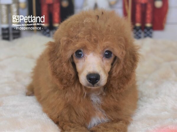 Toy Poodle DOG Male Red 2281 Petland Independence, Missouri