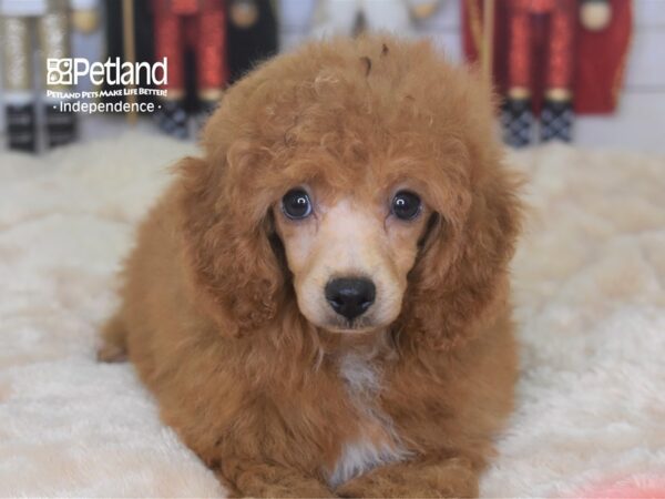 Toy Poodle-DOG-Male-Red-2281-Petland Independence & Lee's Summit, MO