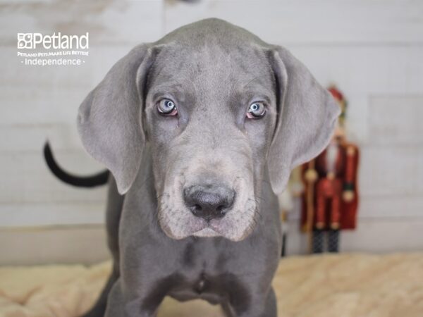 Great Dane DOG Male Blue 2285 Petland Independence, Missouri