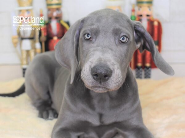 Great Dane DOG Female Blue 2284 Petland Independence, Missouri