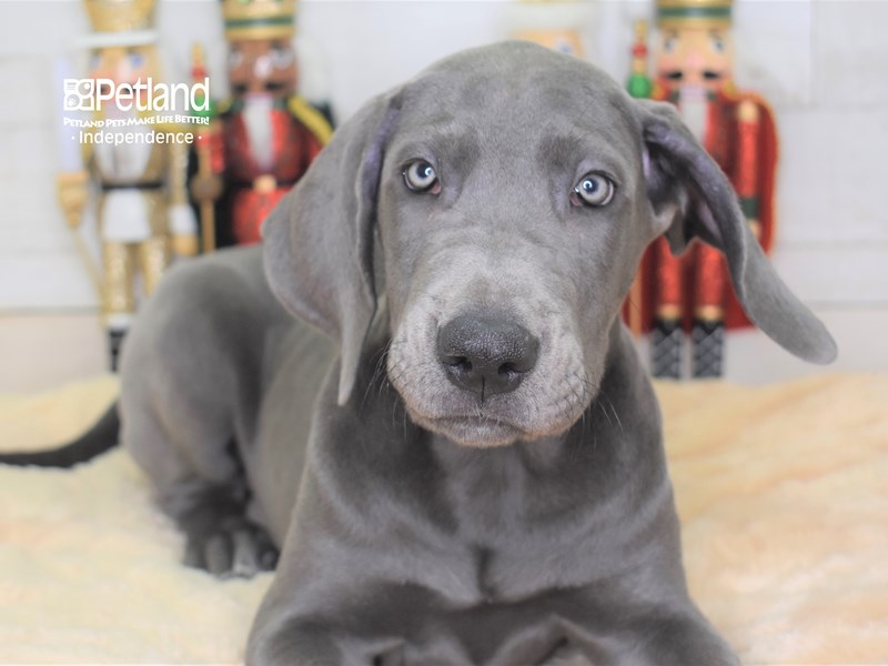 Great Dane-DOG-Female-Blue-2562904-Petland Independence, Missouri