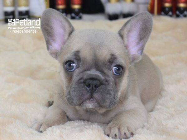 French Bulldog-DOG-Female-Blue fawn-2290-Petland Independence, Missouri