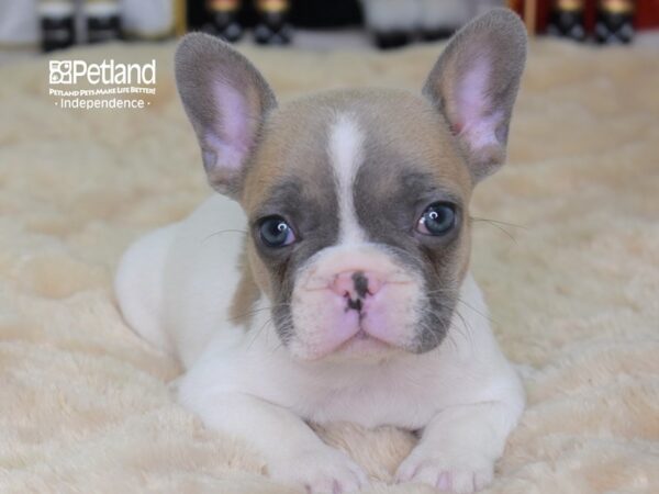 French Bulldog-DOG-Male-Blue Piebald-2291-Petland Independence, Missouri