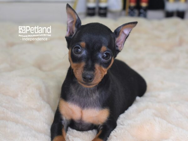 Miniature Pinscher DOG Male Black and Rust 2296 Petland Independence, Missouri