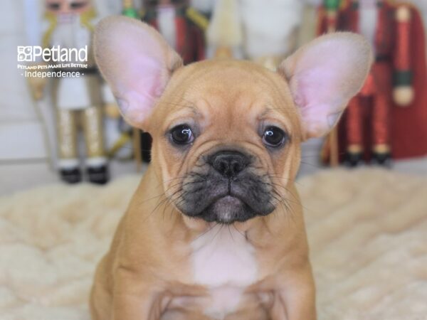 French Bulldog DOG Female Fawn 2295 Petland Independence, Missouri