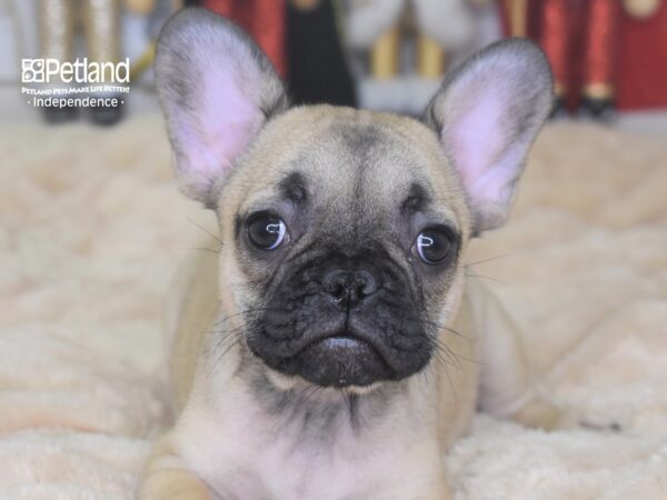 French Bulldog-DOG-Female-Fawn-2294-Petland Independence & Lee's Summit, MO