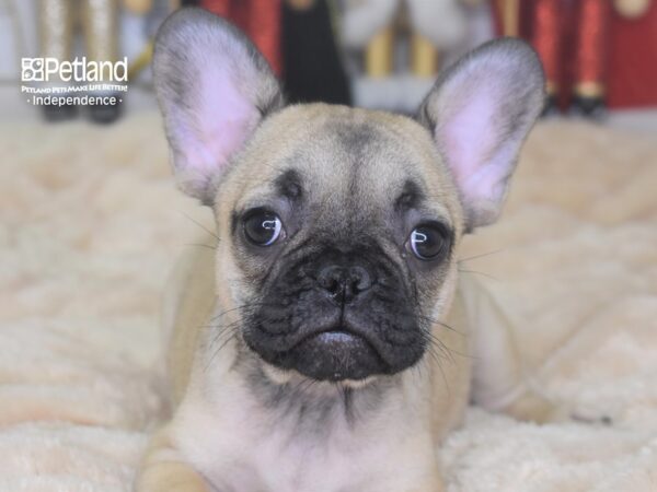 French Bulldog DOG Female Fawn 2294 Petland Independence, Missouri