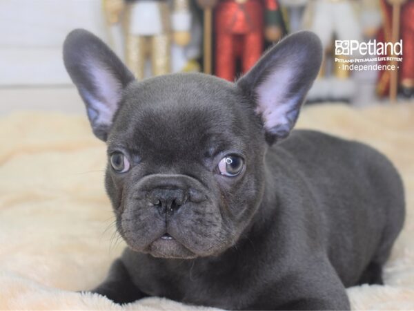 French Bulldog DOG Male Blue 2297 Petland Independence, Missouri