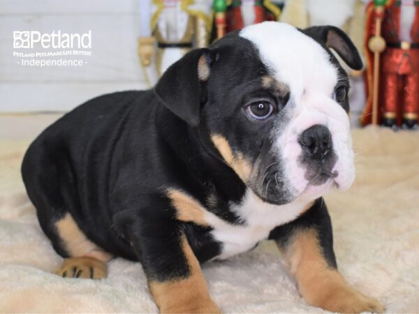 English Bulldog DOG Male Black Tri-Color 2216 Petland Independence, Missouri