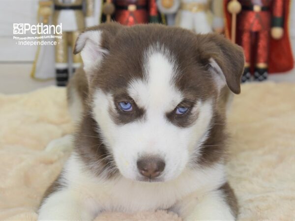 Siberian Husky DOG Male Red & White 2305 Petland Independence, Missouri