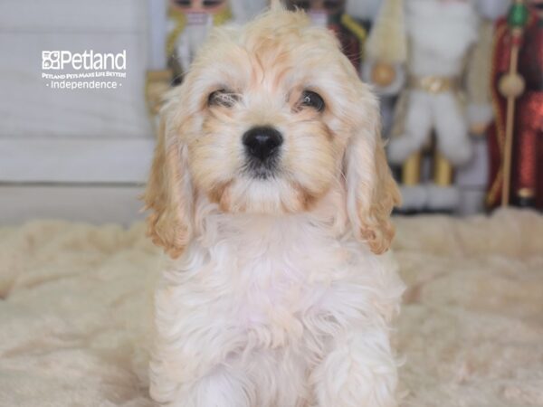 Cockapoo DOG Female Cream 2304 Petland Independence, Missouri