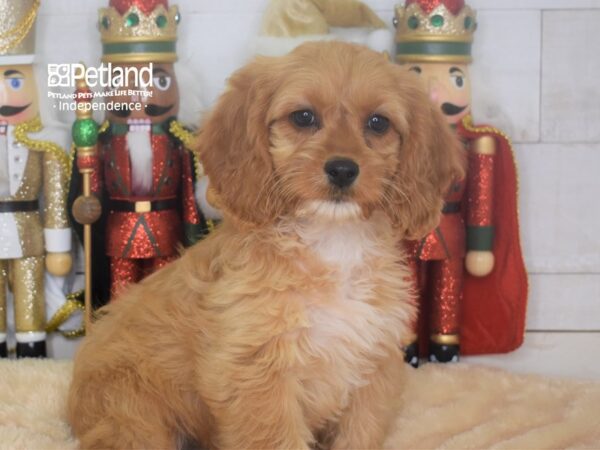 Cockapoo DOG Female Red 2303 Petland Independence, Missouri