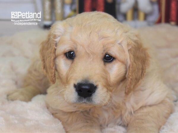 Golden Retriever DOG Female Golden 2301 Petland Independence, Missouri