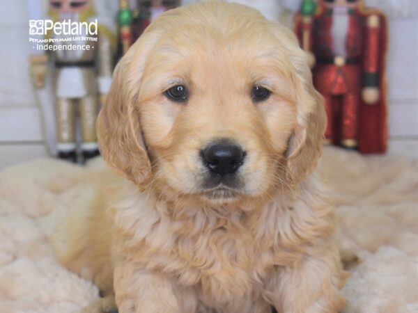 Golden Retriever DOG Male Golden 2300 Petland Independence, Missouri