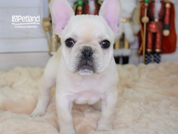 French Bulldog DOG Female Cream 2267 Petland Independence, Missouri