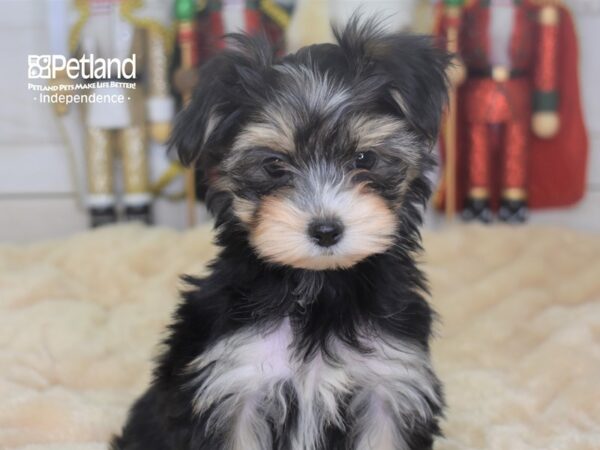 Morkie DOG Female Black & Tan 2299 Petland Independence, Missouri