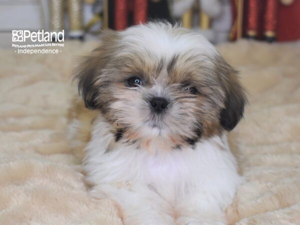Shih Tzu-DOG-Female-Gold & White-2293-Petland Independence & Lee's Summit, MO