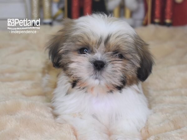 Shih Tzu DOG Female Gold & White 2293 Petland Independence, Missouri