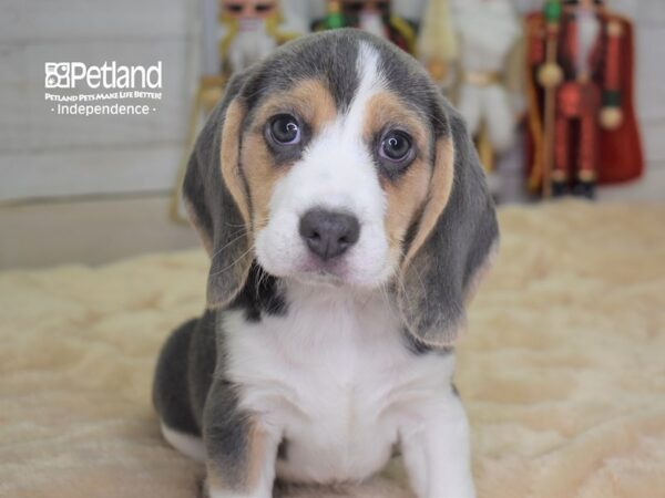 Beagle DOG Female Blue and White 2309 Petland Independence, Missouri