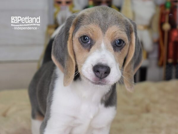 Beagle DOG Female Blue and White 2308 Petland Independence, Missouri