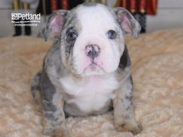 English Bulldog DOG Female Blue Merle 2314 Petland Independence, Missouri