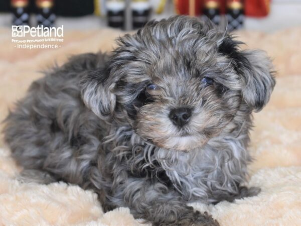 Maltipoo-DOG-Male-Blue Merle-2315-Petland Independence, Missouri